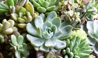 姬玉露变软 姬玉露干瘪怎么办