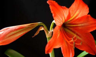 朱顶红怎么修剪 朱顶红的叶子什么时候剪掉合适