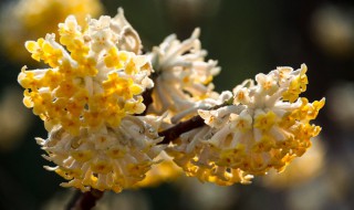 结香花的风水和禁忌（结香花的风水位置）