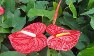 红掌浇水的正确方法 红掌叶子发黄干枯怎么补救