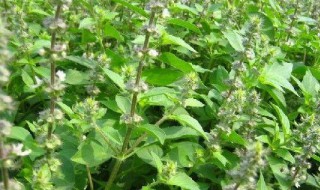 荆芥和罗勒的区别（荆芥和罗勒的区别是什么）