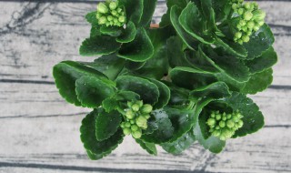 长寿花秋天可以扦插吗 秋分了可以扦插长寿花吗