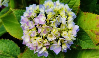 绣球花秋天怎么修剪 绣球花怎样修剪