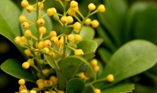 米兰怎么过冬 米兰怎么过冬天