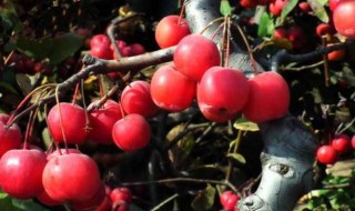 贵人果如何过冬 贵人果冬天怎么养护