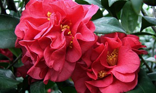 四季红山茶花的养殖方法和注意事项 四季茶花的养殖方法和注意事项