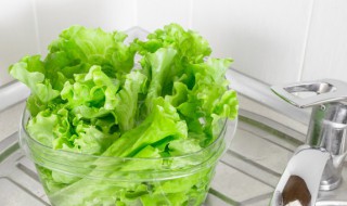 生菜种子没泡水种下能发芽吗（生菜种子没泡水种下能发芽吗视频）