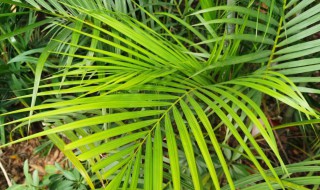 散尾葵浇水的正确方法（散尾葵浇水的正确方法是什么）