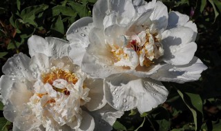 适合露天种植的花卉 适合露天种植的花卉大面积