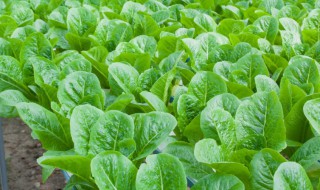 南方10月份适合种植什么蔬菜 10月份种啥蔬菜适合南方