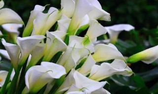 海芋花有毒吗（海芋花有没有毒）