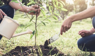 枝接的方法与步骤 常用的枝接方法