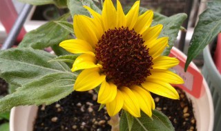 向日葵怎么快速开花（向日葵怎么快速开花结果）