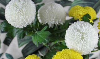 球菊的养殖方法和注意事项（球菊如何种植）