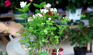 双色茉莉花怎么养 双色茉莉花怎样扦插