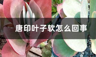 唐印叶子变软怎么回事（唐印下面的叶子有点软是怎么回事）