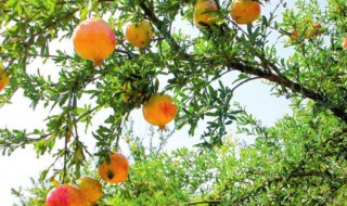 石榴树粗树干扦插法 石榴树枝扦插