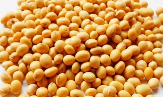 黄豆怎么做花肥肥料 黄豆自制花肥最简单的方法