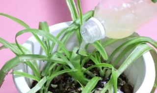 淘米水浇花的好处和正确使用方法? 淘米水浇花的好处和正确使用方法视频
