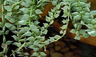 青白玉吊兰的养殖方法和注意事项（青白玉吊兰的养殖方法和注意事项有哪些）