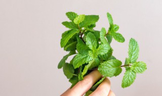 水养薄荷怎么养才茂盛(家里为什么不能种薄荷)