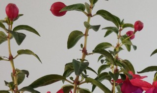 花像小灯笼的绿植叫什么 花像灯笼一样的植物