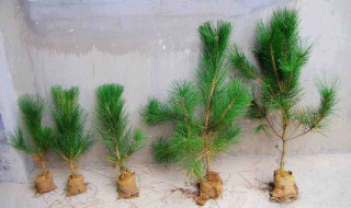 黑松小苗怎样造型（黑松小苗怎样造型好看）