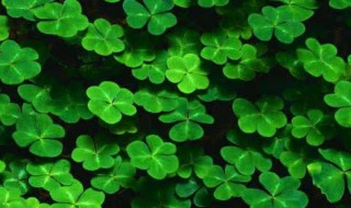 三叶草和金花菜的区别 金花菜和四叶草