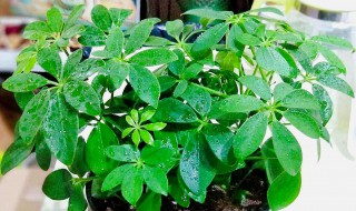 招财手小辣椒养殖方法和注意事项（招财手小辣椒花的养殖方法和注意事项）