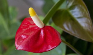 红掌花心变黑怎么处理 红掌花心变黑怎么办