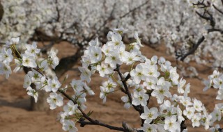 梨树10月份开花正常吗 梨树10月份开花正常吗视频