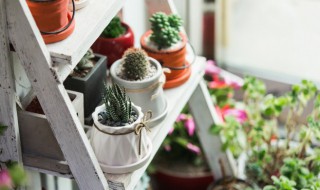 树脂盆和陶瓷盆的区别（树脂盆和陶瓷盆的区别图片）