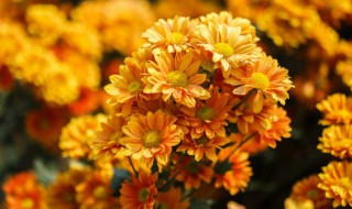 荷兰菊开完了花怎么办 荷兰菊开完花怎么修剪