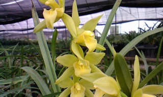 什么品种兰花好养又香（什么兰花最香花期又长）