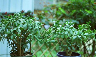 玉树秋天能换盆吗（玉树秋天能换盆吗北方）