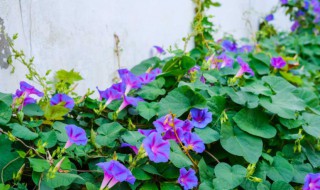 野生牵牛花怎么移植（野生牵牛花可以移栽吗）