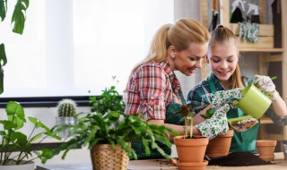 紫露兰养殖方法和注意事项（紫露兰的养殖方法）