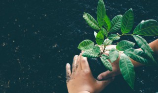 富贵椰子的叶子黄了是怎么回事 富贵椰子的叶子黄了是怎么回事啊