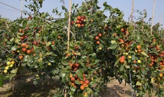 院子里适合种什么果树(适合种在庭院的树)