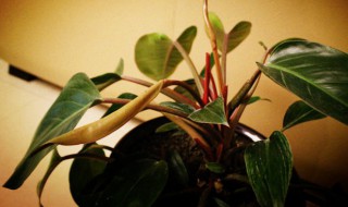 红钻花怎么养才会旺盛 红钻花怎么养才会旺盛发财树
