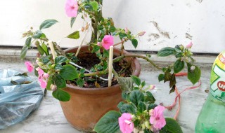 长春花长高了怎么剪枝（长春花用剪枝吗）