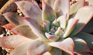 多肉颜色变绿怎么回事（多肉为什么颜色变绿了）