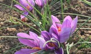 藏红花种球怎么繁殖 藏红花种球怎么繁殖视频