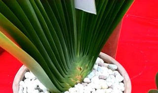 君子兰空根如何补救（君子兰有空根咋办呢?）