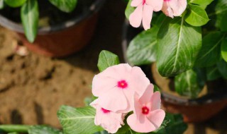 长春花黄叶子掉叶子是怎么回事（长春花黄叶落叶是什么原因）