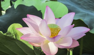 荷花冬天怎么处理（荷花冬天怎么办）