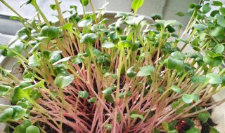 白萝卜苗能移栽吗 白萝卜苗可以移栽吗