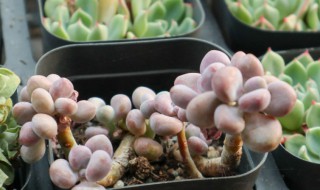 桃蛋变绿了怎么养红 粉红桃蛋变绿了怎么办