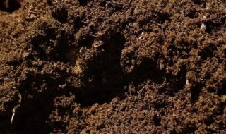 园土和椰糠混合会板结吗 椰砖拌土的不良后果