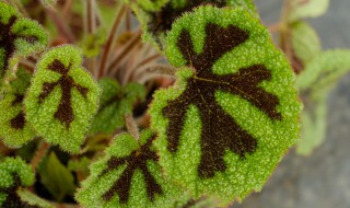 铁甲秋海棠的养殖方法 铁甲秋海棠的养殖方法和注意事项